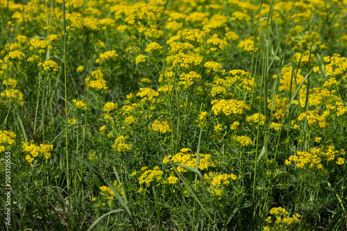 Bild auf Leinwand Invasive Cypress Spurge Plant in Field