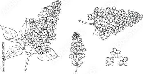 Botanical illustration of lilac blossoms and leaves with the artwork showcases the intricate details of plant, botanical