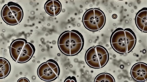 Cell division animation under microscope, mitosis concept