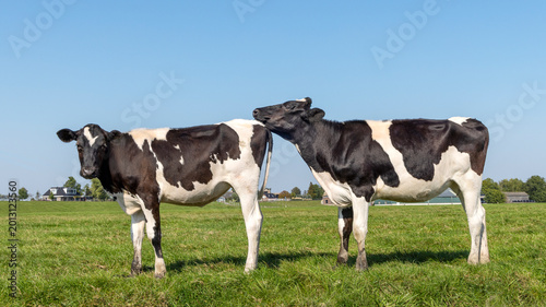 Konstfotografi Two young cows, livestock rutting, side view, playful authentic heifer