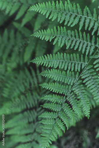 Obraz na płótnie Bracken Fern (Pteridium aquilinum) Leaves