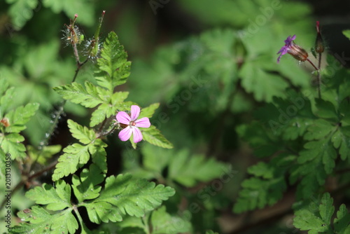 Canvastavla Herb Robert Medicinal Plant Close Up – Geranium Robertianum for Herbal Medicine