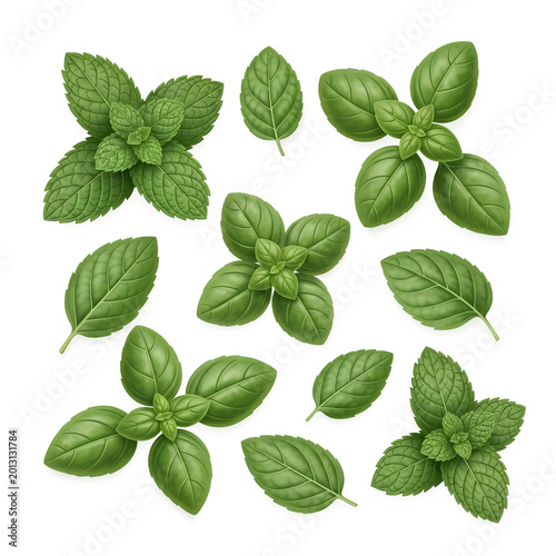 Variety of fresh mint and basil leaves isolated on transparent background