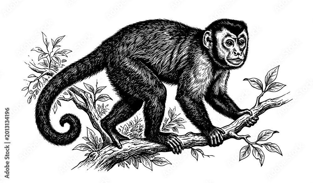 Konstfotografi Hand drawn capuchin monkey vector illustration isolated on white background