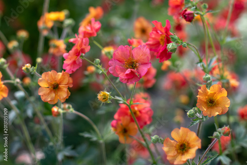 Bright geum flowers in red and orange tones on soft garden background