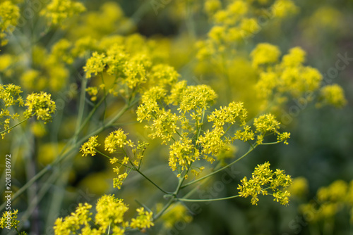 Isatis tinctoria woad dyers woad dyers weed glastum yellow flowers macro