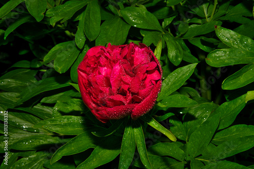 Schöne große Pfingstrosenblüte 