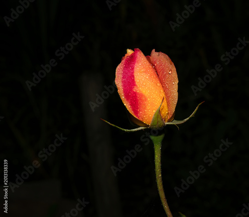 Schöne geschlossene Rosenblüte