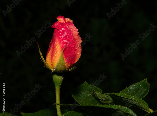 Schöne geschlossene Rosenblüte in Geld Rot