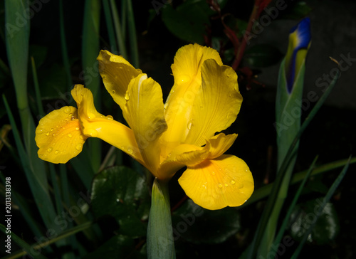 Schnittblumen Iris in Gelb
