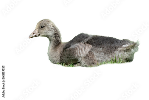 Slika na platnu Young goose resting on green grass during daytime in a natural setting