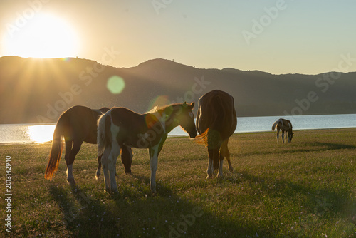Wild horses in Córdoba, Argentina