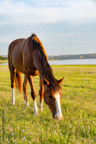 Wild horses in Córdoba, Argentina