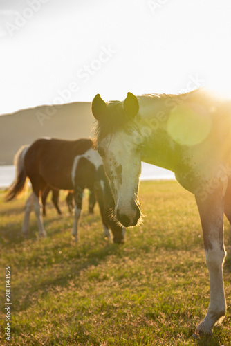 Wild horses in Córdoba, Argentina