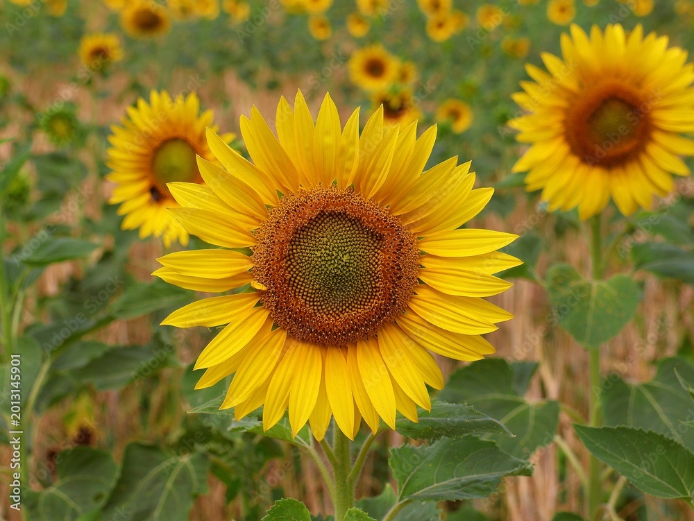 Fototapeta premium Beautiful yellow sunflower in a close-up in a sunflower field.