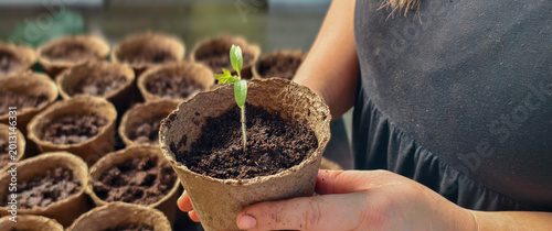 Canvas Print Person's hands gently holding a small tomato seedling planted in a biodegradable peat pot, surrounded by many empty pots filled with soil, representing new growth and sustainable gardening