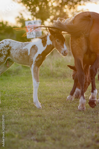 A young uncastrated male horse with his mother