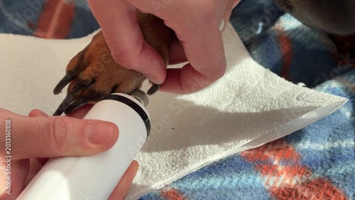 Dachshund while its nails are being gently filed with an electric nail grinder