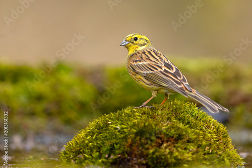 Trznadel (Emberiza citrinella)
