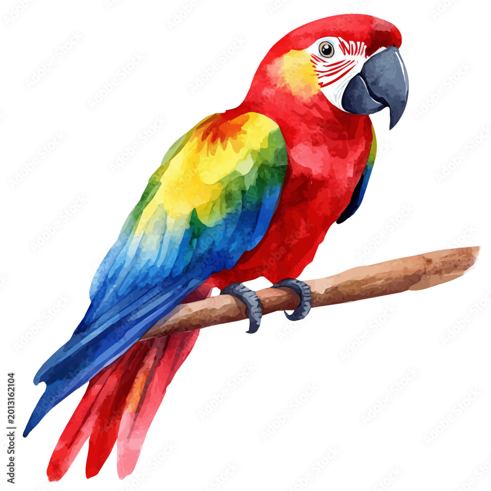 Obraz premium Cassican, watercolor drawing vector, isolated on a white background.