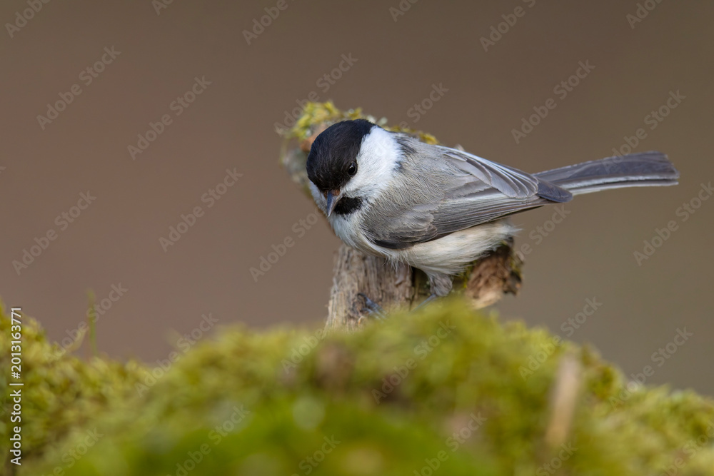 Fototapeta premium Czarnogłówka (Poecile montanus)