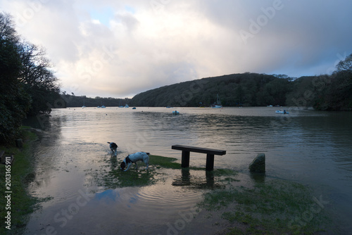 Fotografía Idyllic rural scenery with bay at English ria of Helford River on a winter day
