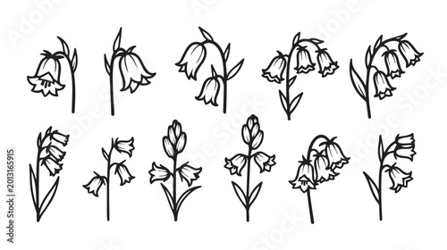 Delicate bluebell flower line drawings in a simple artistic arrangement for natural design concepts
