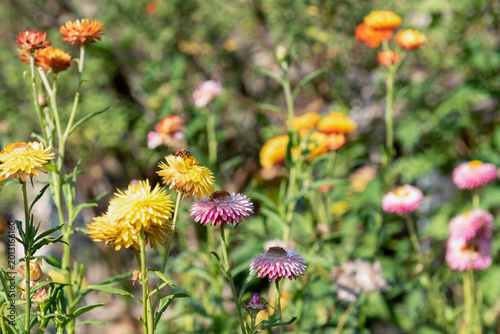 Φωτογραφία Bee drinking nectar from  golden everlasting