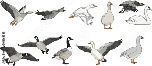 Foto Set of Diverse Waterfowl Vector Illustrations Featuring Geese, Ducks, and Swans