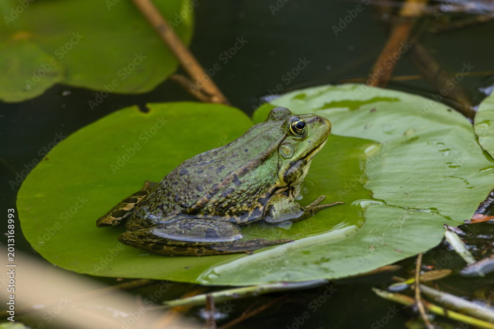 Fototapeta premium Petite grenouille verte posée sur un nénuphar