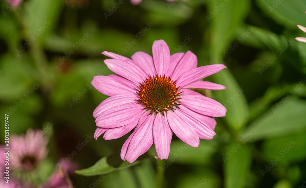 Fototapeta premium Vibrant Pink Echinacea Flower in Bloom - Spring