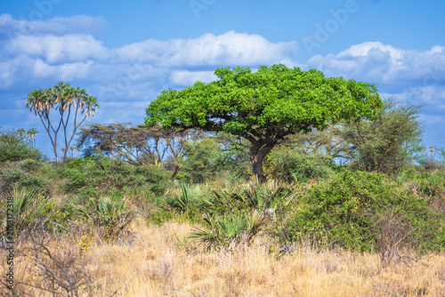 Photos Lush riverine forest with doum palms and acacia trees under a blue sky in Meru National Park, Kenya