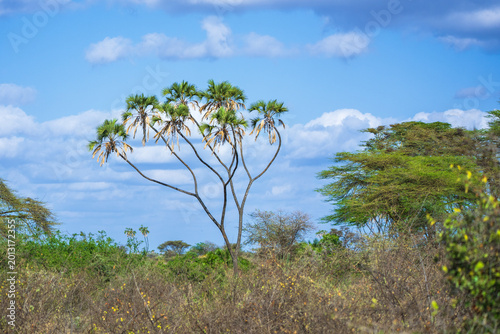 Foto Lush riverine forest with doum palms and acacia trees under a blue sky in Meru N