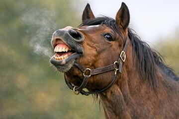 A close-up shot of a horse with its mouth open, often used in illustrations about animals or wildlife photography