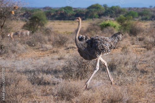 Canvas Print Somali ostriches (Struthio molybdophanes) running through the arid savannah, Samburu National Reserve, Kenya
