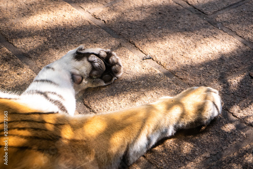 Close-Up Detail of Siberian Tiger Paw and Claws Resting on Stone Surface in Warm Sunlight