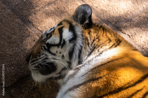 Stunning top-down close-up of a Sleeping Siberian Tiger resting its head on a stone surface in warm golden sunlight. 