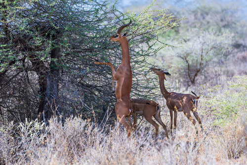 Bild auf Leinwand A male Gerenuk antelope stands on its hind legs to forage on acacia leaves beside a female in the dry scrubland of a Kenyan national reserve