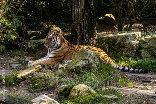 Siberian Tiger Lying on Rocks with Tongue Out in Natural Forest Setting, Wildlife Photography