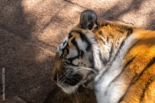 Resting Siberian Tiger bathed in warm sunlight, showcasing the animal's vivid orange and black striped coat in exceptional detail.