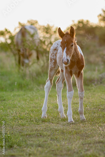 A young wild male horse from Argentina