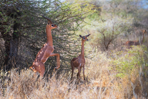 Canvas Print A male Gerenuk antelope stands on its hind legs to forage on acacia leaves beside a female in the dry scrubland of a Kenyan national reserve