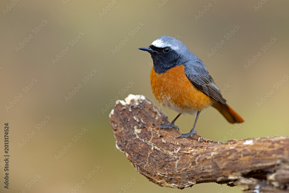 Obraz premium Pleszka (Phoenicurus phoenicurus) 