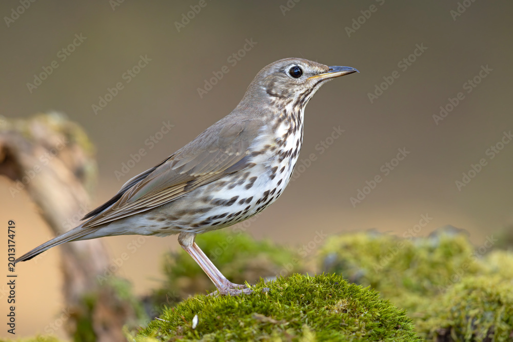 Fototapeta premium śpiewak (Turdus philomelos)