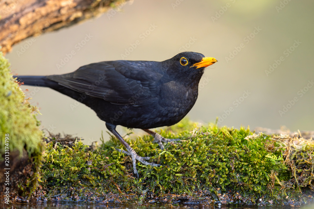 Fototapeta premium Kos (Turdus merula)
