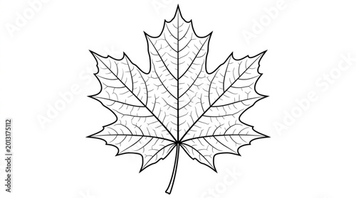 Bild auf Leinwand Detailed illustration of a single maple leaf in black and white.