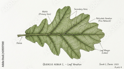 Obraz na plátne Detailed illustration of a single oak leaf with labels.