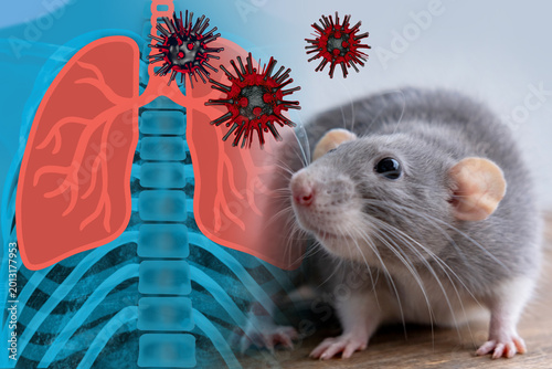 laboratory rat, Virus Lung infection pathology laboratory study, respiratory disease research, floating air zoonotic disease transmission risk pandemic danger infection, dangerous airborne disease
