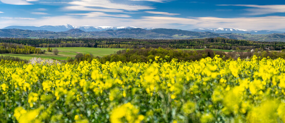 Tableau sur plexiglas Jaune spring view on snowy Karkonosze mountains with canola field in Poland  © lukaszimilena