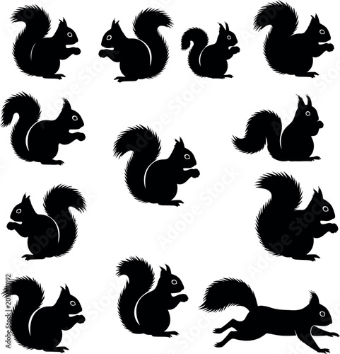 Squirrel silhouettes collection in dynamic poses - forest animal vector set